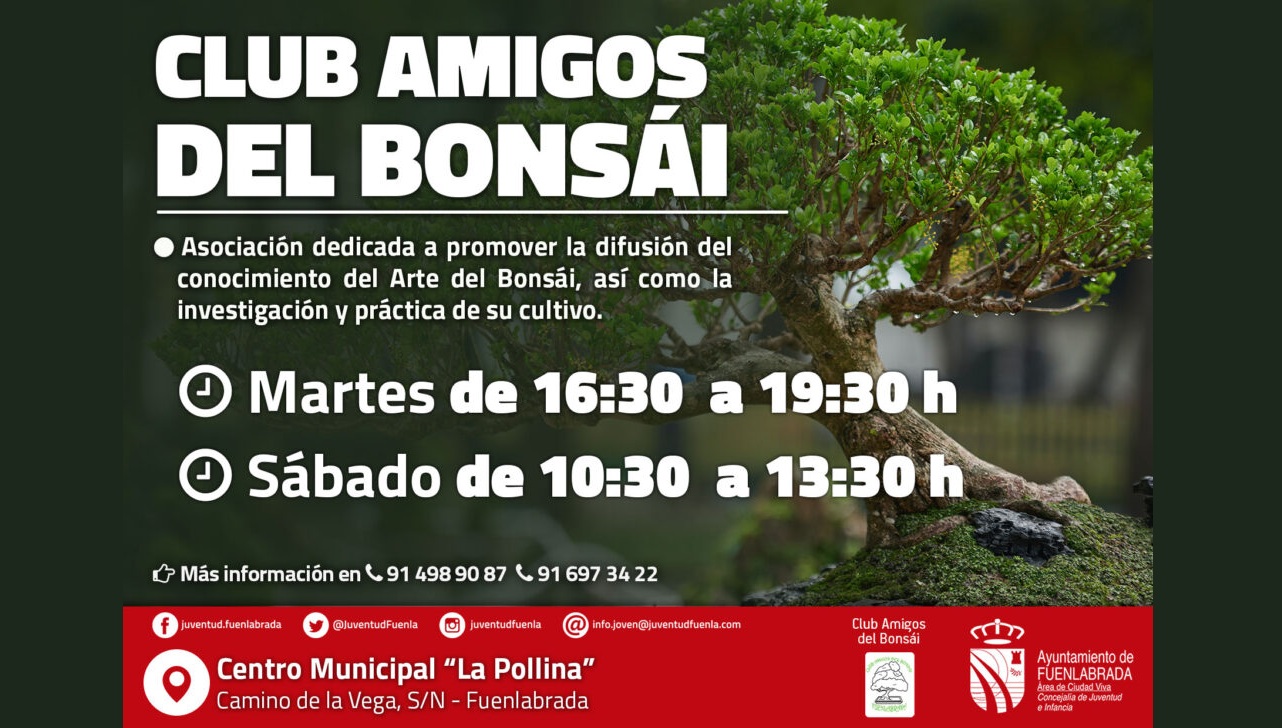 Club Amigos del Bonsai
